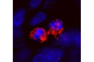 Immunofluorescence (IF) image for anti-Centromere Protein F (CENPF) (AA 2350-2400) antibody (ABIN7448938)
