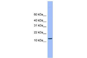 Western Blotting (WB) image for anti-ATP Synthase, H+ Transporting, Mitochondrial Fo Complex, Subunit D (ATP5H) (C-Term) antibody (ABIN2784804)