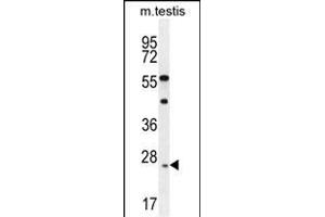 ROPN1L Antibody (N-term) (ABIN655789 and ABIN2845219) western blot analysis in mouse testis tissue lysates (35 μg/lane). (ROPN1L 抗体  (N-Term))