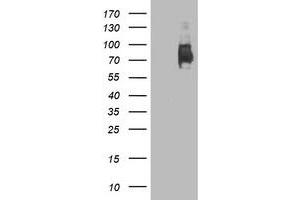 Western Blotting (WB) image for anti-Lectin, Galactoside-Binding, Soluble, 3 Binding Protein (LGALS3BP) (AA 19-300) antibody (ABIN1491079) (LGALS3BP 抗体  (AA 19-300))