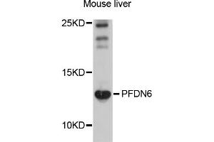 Western blot analysis of extracts of mouse liver, using PFDN6 antibody (ABIN5998498) at 1/1000 dilution. (PFDN6 抗体)