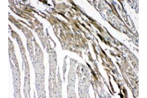 IHC testing of FFPE mouse heart tissue with GJC1 antibody at 1ug/ml. (GJC1 抗体  (AA 91-131))