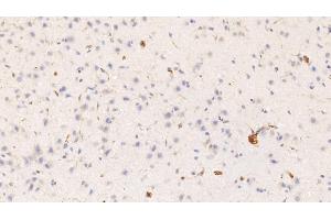 Detection of HRG in Rat Cerebrum Tissue using Monoclonal Antibody to Histidine Rich Glycoprotein (HRG) (HRG 抗体  (AA 19-525))