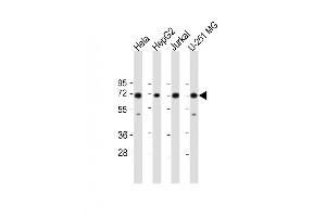 Western Blot at 1:1000 dilution Lane 1: Hela whole cell lysate Lane 2: HepG2 whole cell lysate Lane 3: Jurkat whole cell lysate Lane 4: U-251 MG whole cell lysate Lysates/proteins at 20 ug per lane. (FUBP1 抗体  (AA 240-268))