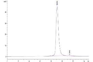 Size-exclusion chromatography-High Pressure Liquid Chromatography (SEC-HPLC) image for Killer Cell Lectin-Like Receptor Subfamily K, Member 1 (KLRK1) (AA 73-216) protein (His tag) (ABIN7275334)