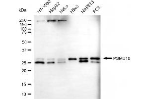 Western blotting analysis using PSMB10 antibody (ABIN7800961). (Recombinant Proteasome 20S Subunit beta 10 抗体)