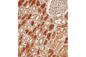 Immunohistochemical analysis of paraffin-embedded Human kidney tissue using B performed on the Leica® BOND RXm. (Protocadherin 9 抗体  (C-Term))