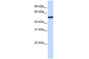 WB Suggested Anti-ONECUT1 Antibody Titration:  0. (ONECUT1 抗体  (Middle Region))