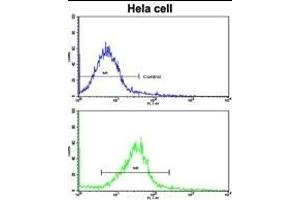 Flow cytometric analysis of hela cells using CUEDC2 Antibody (C-term)(bottom histogram) compared to a negative control cell (top histogram). (CUEDC2 抗体  (C-Term))