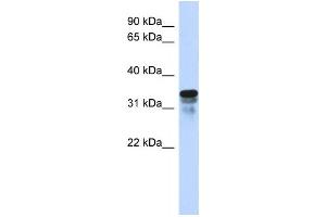 Western Blotting (WB) image for anti-Regulator of Microtubule Dynamics 1 (RMDN1) antibody (ABIN2458997) (FAM82B 抗体)