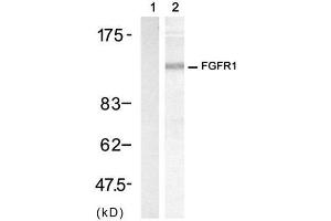 Western blot analysis of extract from 3T3 cell, using FGF Receptor 1 (Ab-154) Antibody (E021231, Lane 1 and 2). (FGFR1 抗体)
