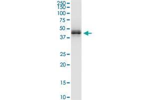 Western Blotting (WB) image for anti-Major Histocompatibility Complex, Class I, A (HLA-A) (AA 24-365) antibody (ABIN1326934)