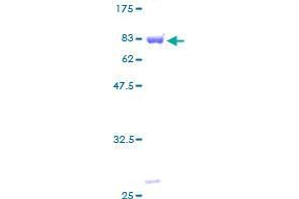 DBNL Protein (AA 1-430) (GST tag)