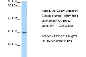 WB Suggested Anti-GSTA4 Antibody   Titration: 1. (GSTA4 抗体  (N-Term))