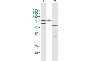 Western Blot analysis of FERMT3 expression in transfected 293T cell line by FERMT3 MaxPab polyclonal antibody. (FERMT3 抗体  (AA 1-663))