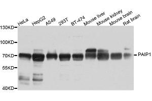 Western blot analysis of extracts of various cell lines, using PAIP1 antibody. (PAIP1 抗体  (AA 1-260))