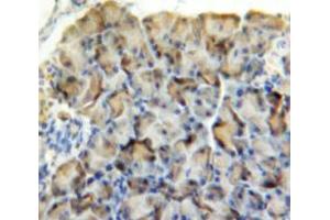 Used in DAB staining on fromalin fixed paraffin-embedded Pancreas tissue (AMY2 抗体  (AA 22-257))