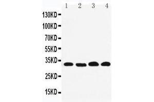 Anti-REA antibody, Western blotting Lane 1: PANC Cell Lysate Lane 2: COLO320 Cell Lysate Lane 3: U87Cell Lysate Lane 4: HEPA Cell Lysate (Prohibitin 2 抗体  (Middle Region))