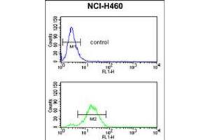 Flow cytometric analysis of NCI-H460 cells (bottom histogram) compared to a negative control cell (top histogram). (GADD45A 抗体  (C-Term))