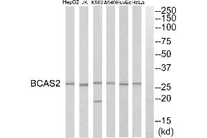 Western blot analysis of extracts from HeLa cells, HepG2 cells, Huvec cells, A549 cells, K562 cells and Jurkat cells, using BCAS2 antibody. (BCAS2 抗体)