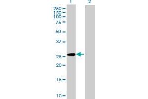 Western Blot analysis of GPC5 expression in transfected 293T cell line by GPC5 MaxPab polyclonal antibody. (GPC5 抗体  (AA 1-572))