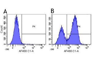 Flow-cytometry using anti-CD3 antibody 12F6   Human lymphocytes were stained with an isotype control (panel A) or the rabbit-chimeric version of 12F6 (panel B) at a concentration of 1 µg/ml for 30 mins at RT. (Recombinant CD3 epsilon 抗体)