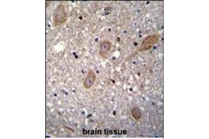 BTRC Antibody (N-term) (ABIN655814 and ABIN2845238) immunohistochemistry analysis in formalin fixed and paraffin embedded human brain tissue followed by peroxidase conjugation of the secondary antibody and DAB staining. (BTRC 抗体  (N-Term))