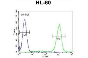 ADA Antibody (C-term) flow cytometric analysis of HL-60 cells (right histogram) compared to a negative control cell (left histogram). (ADA 抗体  (C-Term))