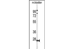 Western blot analysis of TPRGL Antibody (N-term) (ABIN651274 and ABIN2840164) in mouse bladder tissue lysates (35 μg/lane). (TPRG1L 抗体  (N-Term))