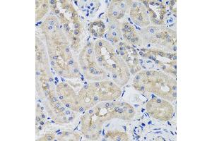 Immunohistochemistry of paraffin-embedded rat kidney using STK3 antibody at dilution of 1:100 (x40 lens). (STK3 抗体)