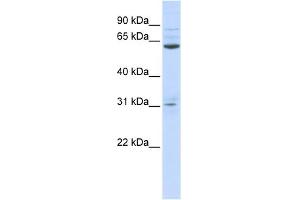 WB Suggested Anti-ISX Antibody Titration:  0. (ISX 抗体  (N-Term))
