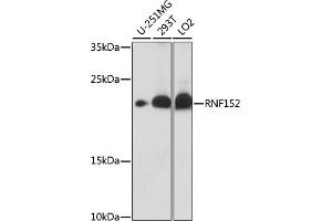 Western blot analysis of extracts of various cell lines, using RNF152 antibody (ABIN7270063) at 1:1000 dilution. (RNF152 抗体  (AA 100-200))