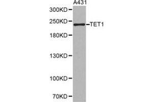 Western Blotting (WB) image for anti-Tet Methylcytosine Dioxygenase 1 (TET1) antibody (ABIN1875060) (TET1 抗体)