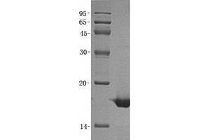 Validation with Western Blot