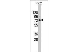 Western blot analysis of DDX4 polyclonal antibody  in K-562 cell line lysates (35 ug/lane). (DDX4 抗体  (C-Term))