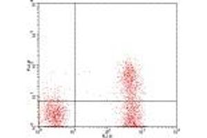 Image no. 1 for anti-CD3 (CD3) antibody (FITC) (ABIN473484) (CD3 抗体  (FITC))
