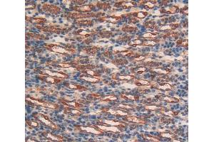 IHC-P analysis of Liver tissue, with DAB staining. (CD38 抗体  (AA 54-301))