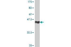 Western Blot detection against Immunogen (38. (MDM4-binding Protein 抗体  (AA 381-490))