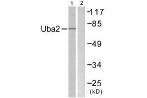 Western blot analysis of extracts from 293 cells, treated with UV (5 mins), using Uba2 antibody. (UBA2 抗体  (C-Term))
