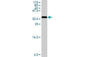 Western Blot detection against Immunogen (34. (RPL29 抗体  (AA 1-75))