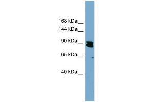 WB Suggested Anti-KIAA0317  Antibody Titration: 0. (AREL1 抗体  (N-Term))