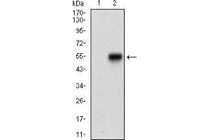 Western blot analysis using CTNNBL1 mAb against HEK293 (1) and CTNNBL1 (AA: 390-557)-hIgGFc transfected HEK293 (2) cell lysate. (CTNNBL1 抗体  (AA 390-557))