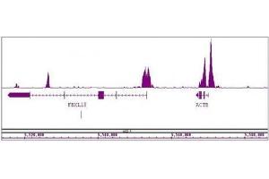Histone H3K4me2 antibody (mAb) tested by ChIP-Seq. (Histone 3 抗体  (H3K4me2))