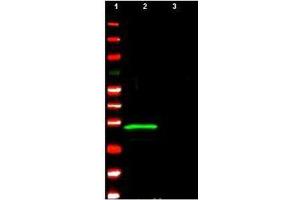 Anti-p29 ING4 polyclonal antibody detects ING4 protein by western blot. (ING4 抗体  (Isoform 1))
