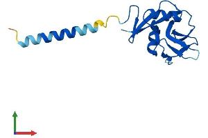 Protein Structure (PS) image for C-Type Lectin Domain Family 2, Member B (CLEC2B) (AA 1-149) protein (His tag) (ABIN7553389)