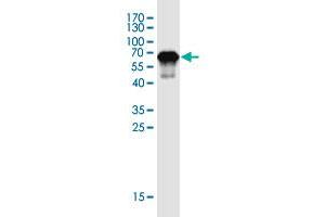 Western Blot detection against Immunogen (46. (ZNF428 抗体  (AA 1-188))