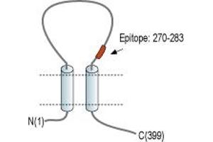 Representative domain view of the target of ABIN7043573.