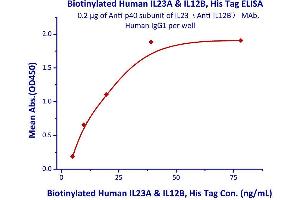 Immobilized Anti-IL23A&IL12B(P40 domain) mAb, Human IgG1 at 2μg/mL (100 μL/well) can bind Biotinylated Human IL23A & IL12B, His Tag  with a linear range of 4. (IL12A & IL27B (AA 20-189) (Active) protein (His tag,AVI tag,Biotin))