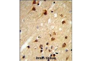 Formalin-fixed and paraffin-embedded human brain tissue reacted with CENPK Antibody (C-term), which was peroxidase-conjugated to the secondary antibody, followed by DAB staining. (CENPK 抗体  (C-Term))