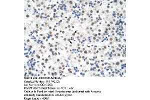 Rabbit Anti-DDX19B Antibody  Paraffin Embedded Tissue: Human Liver Cellular Data: Hepatocytes Antibody Concentration: 4. (DDX19B 抗体  (N-Term))